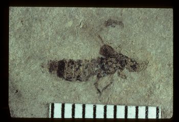Media type: image;   Entomology PALE-1548 Aspect: full